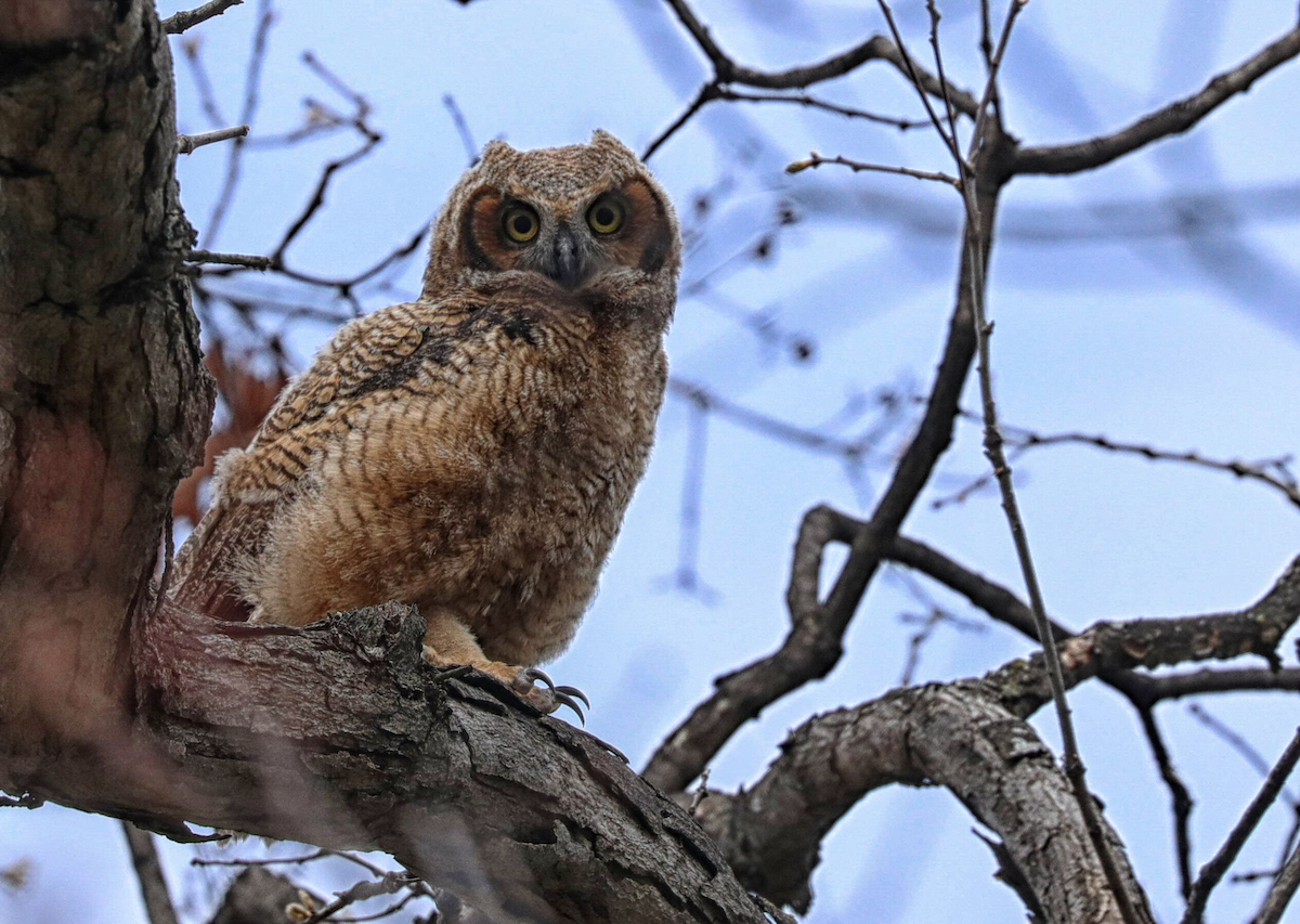 Great Horned Owl - ML619021527