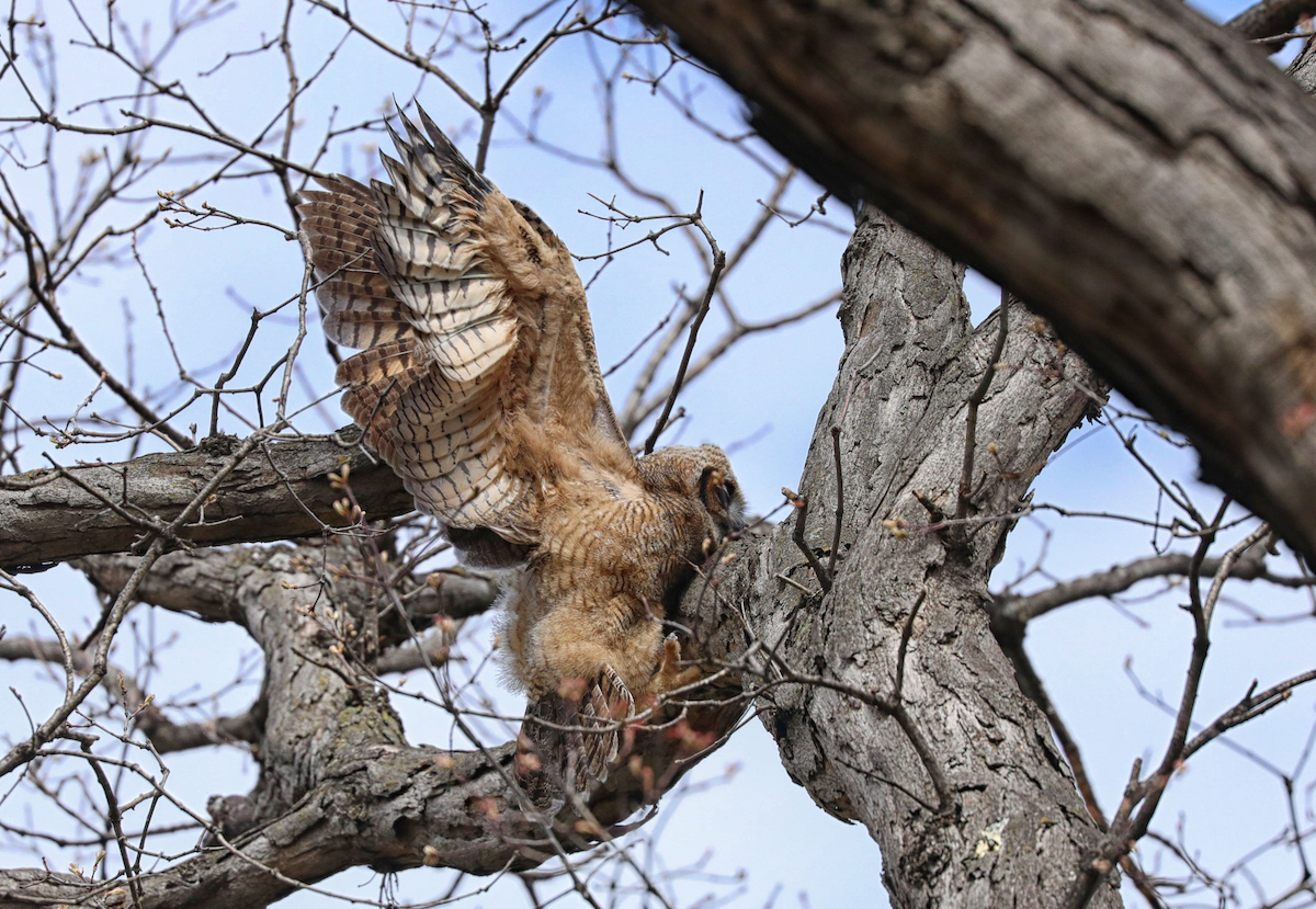Great Horned Owl - ML619021529