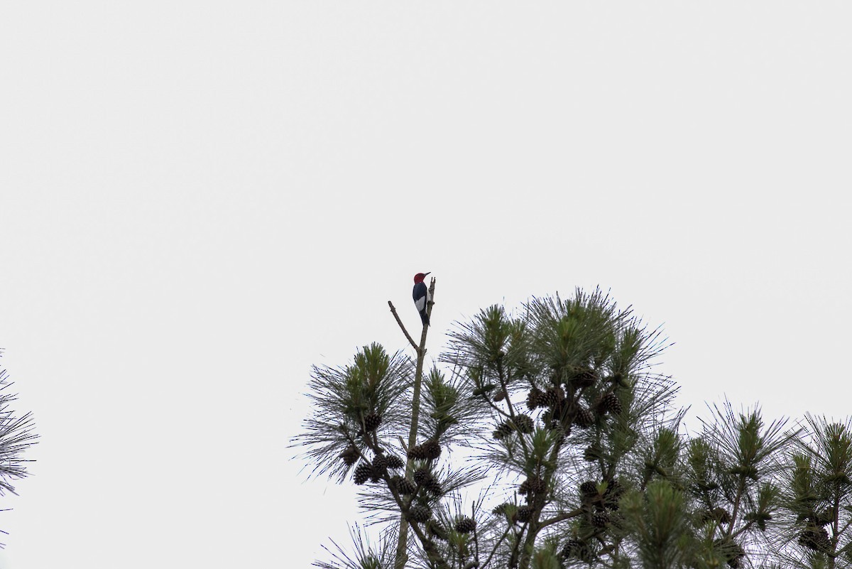 Red-headed Woodpecker - Patrick Morgan