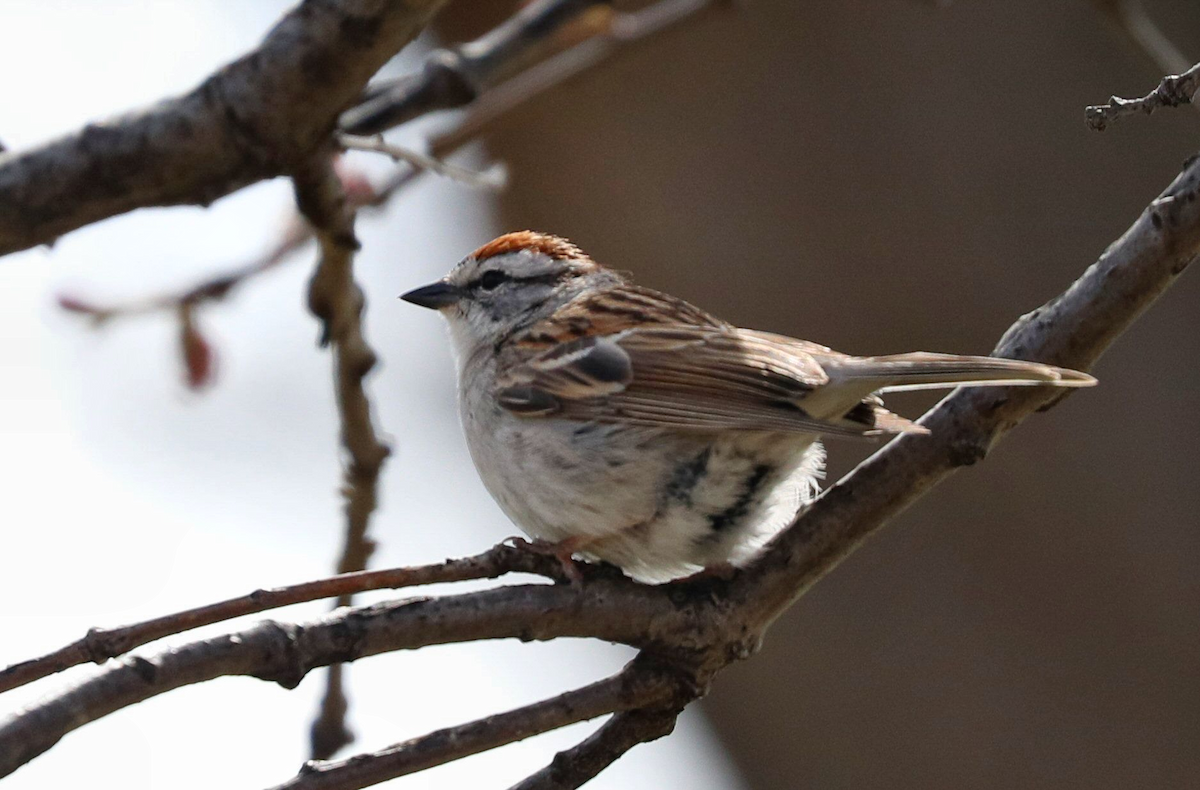 Chipping Sparrow - Grace Green