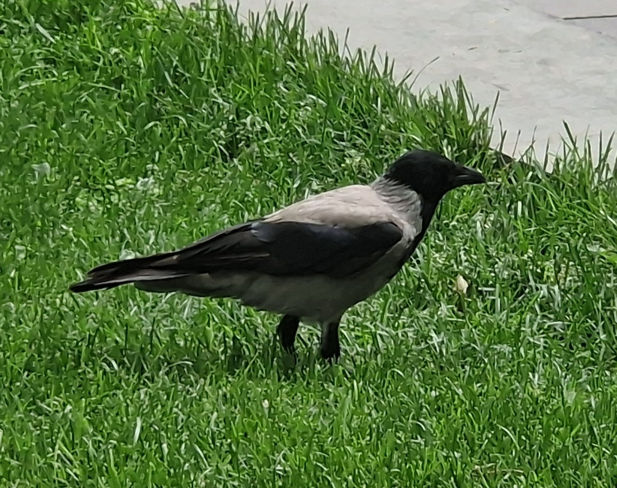 Hooded Crow - ML619021609
