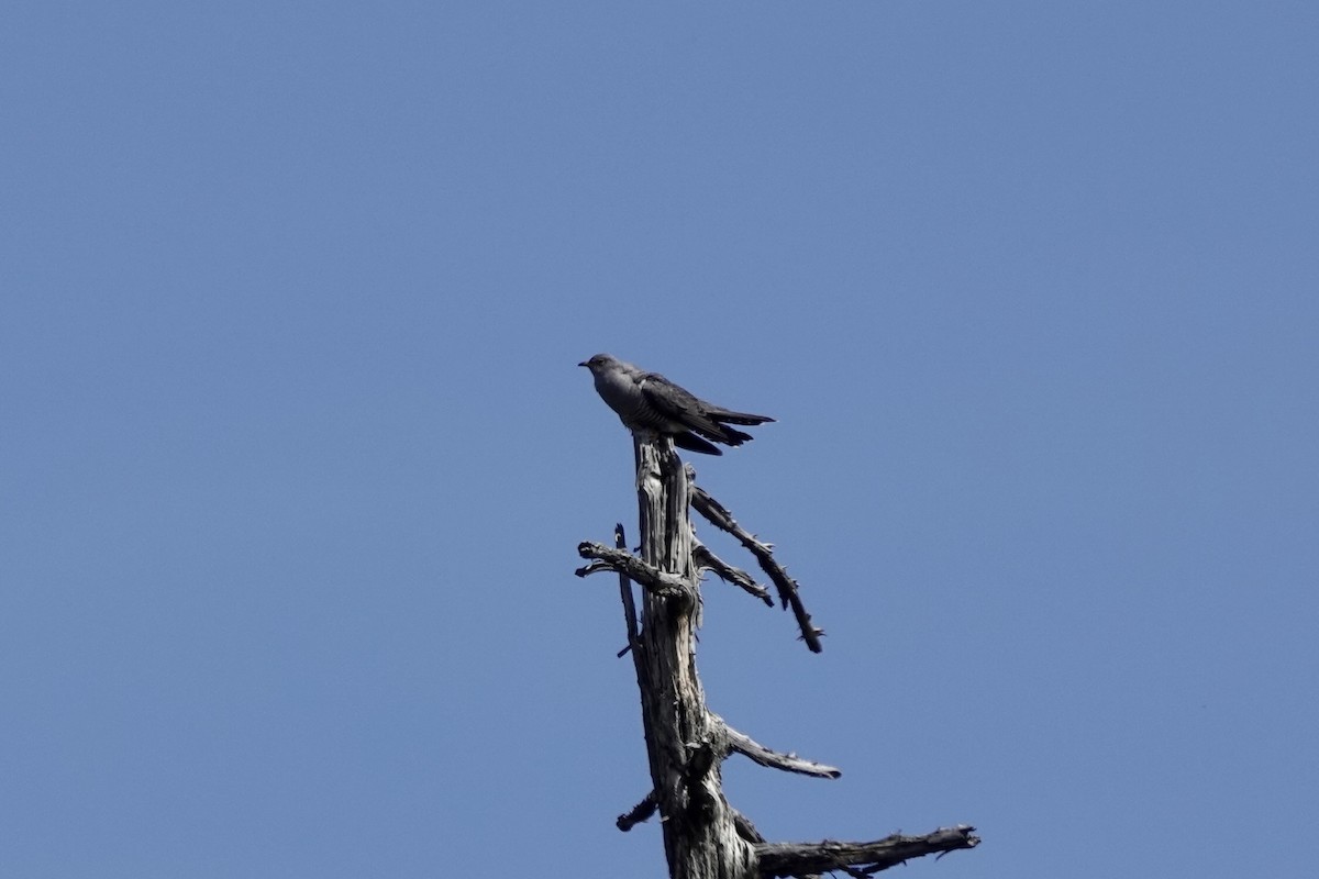 Common Cuckoo - Donyo Gabriel