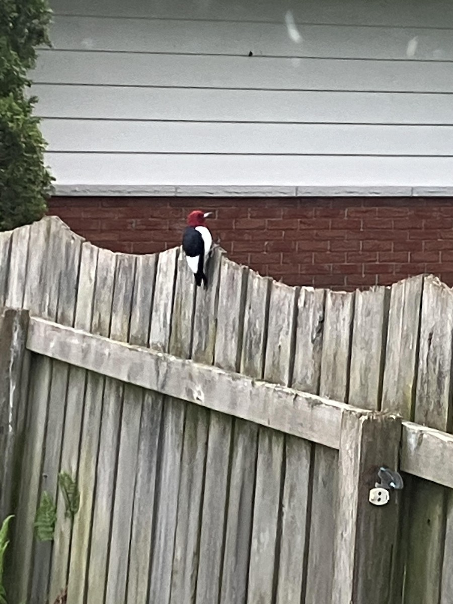 Red-headed Woodpecker - Michael Manz