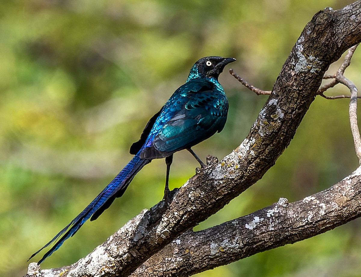 Long-tailed Glossy Starling - ML619021730