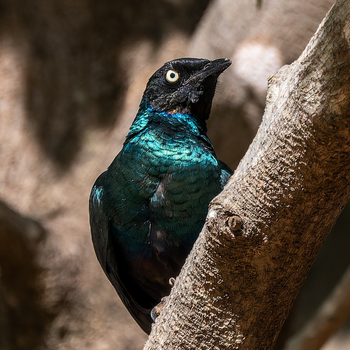 Long-tailed Glossy Starling - ML619021731