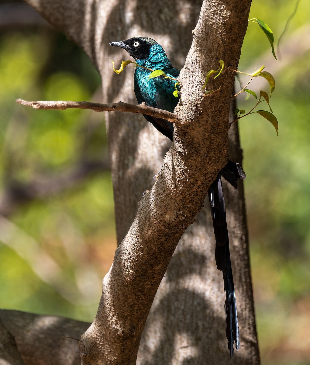 Long-tailed Glossy Starling - ML619021732