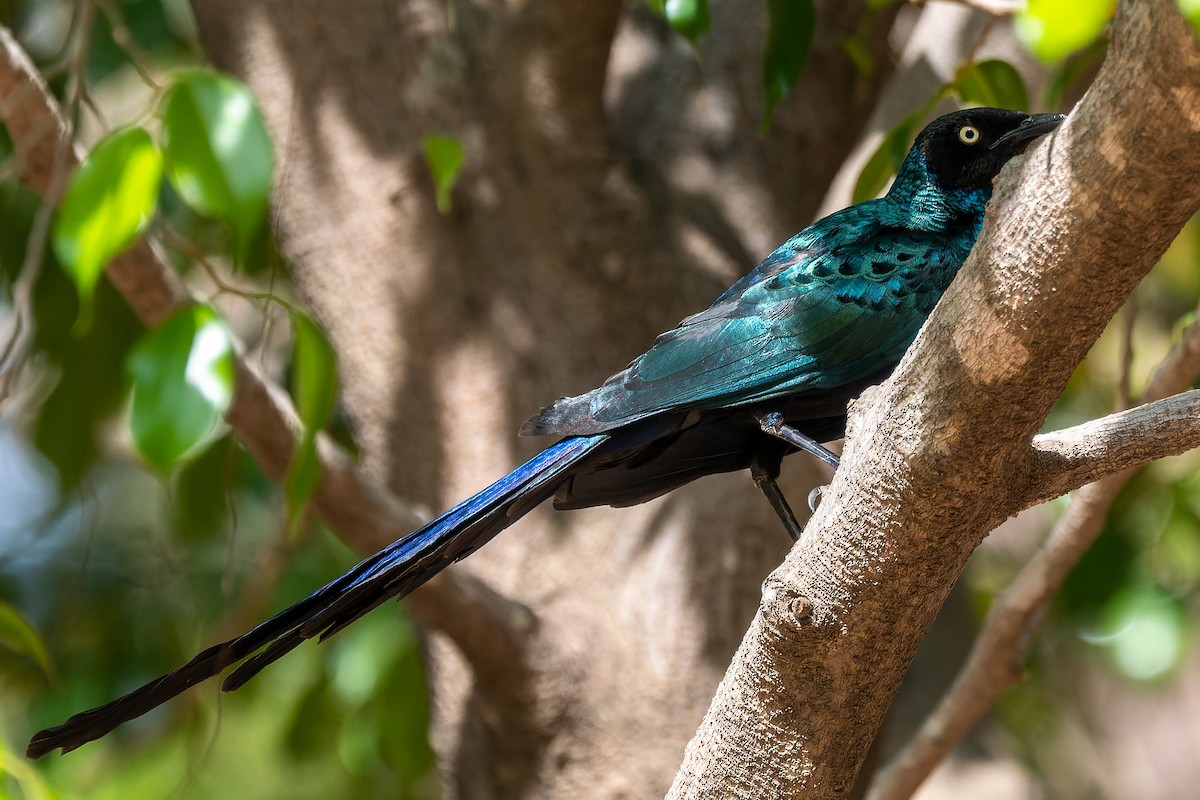 Long-tailed Glossy Starling - ML619021733