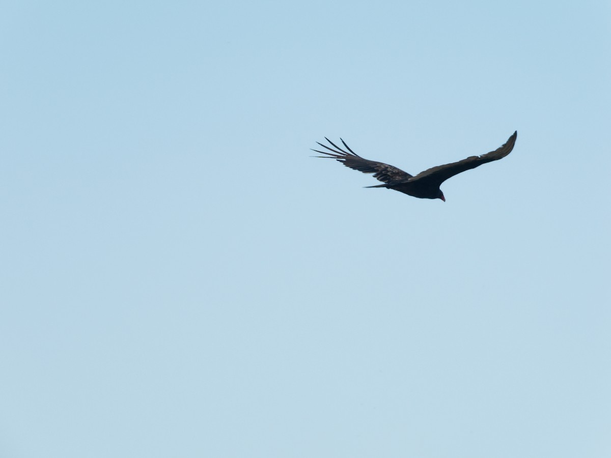 Turkey Vulture - ML619021753