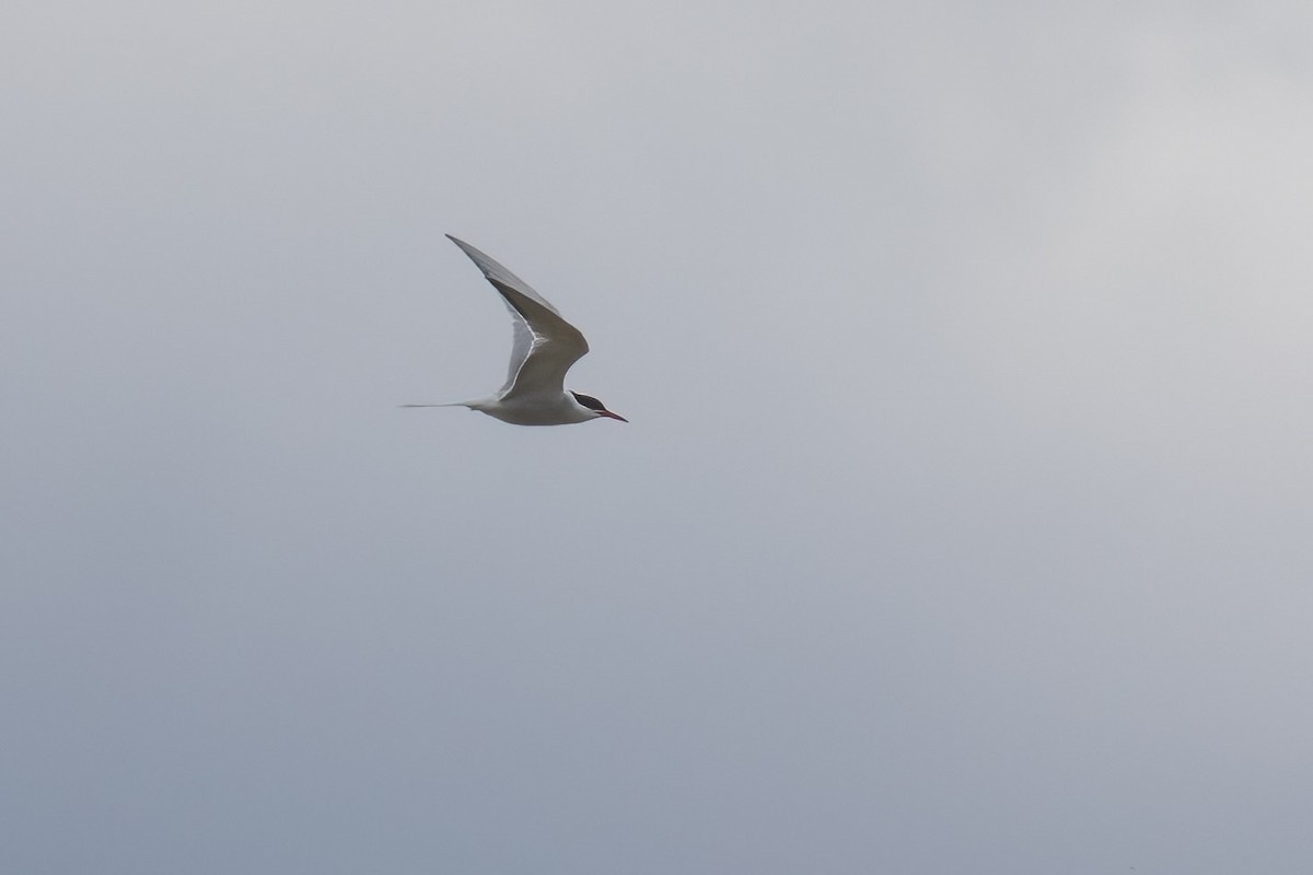 Common Tern - Craig Kingma
