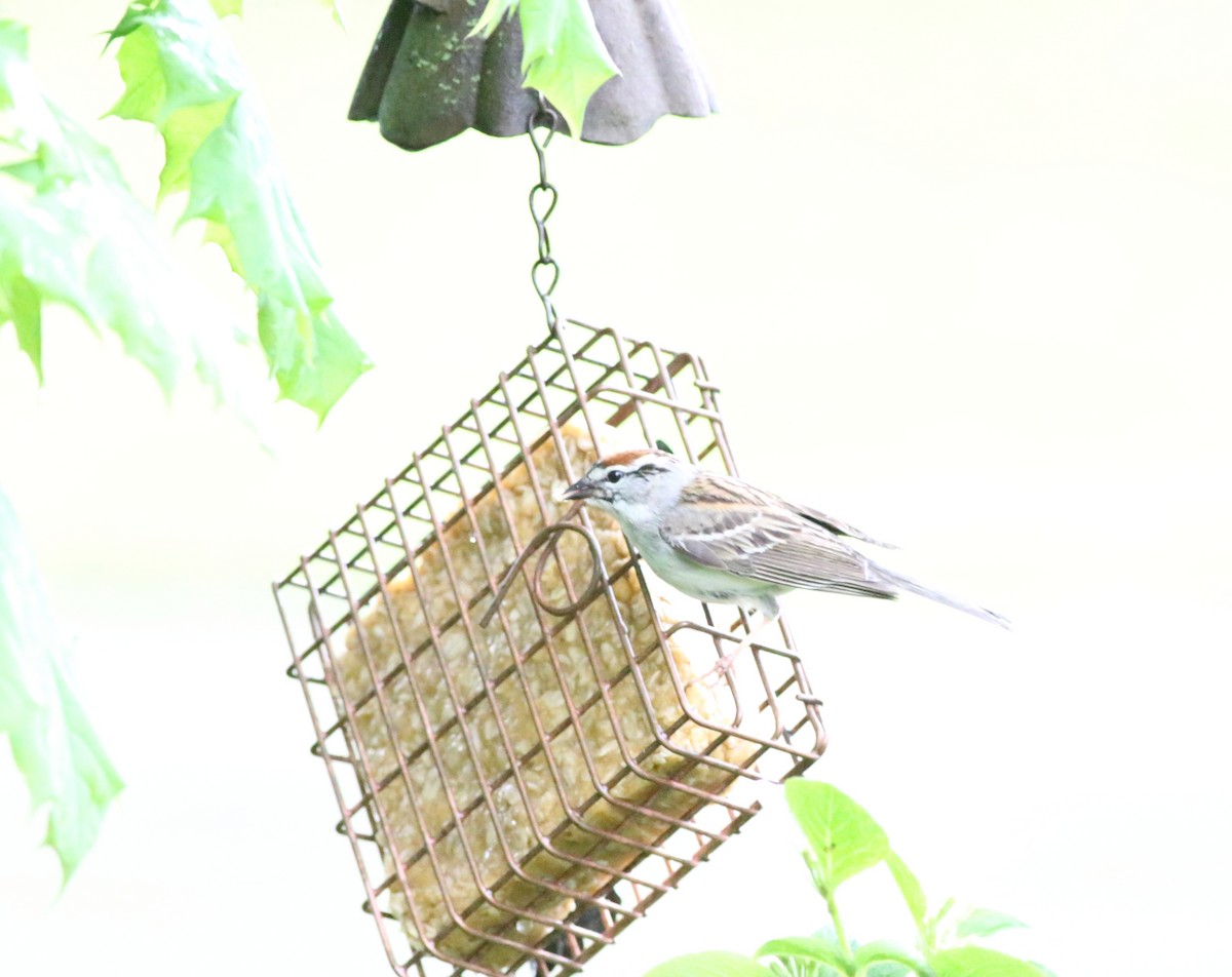 Chipping Sparrow - ML619021910