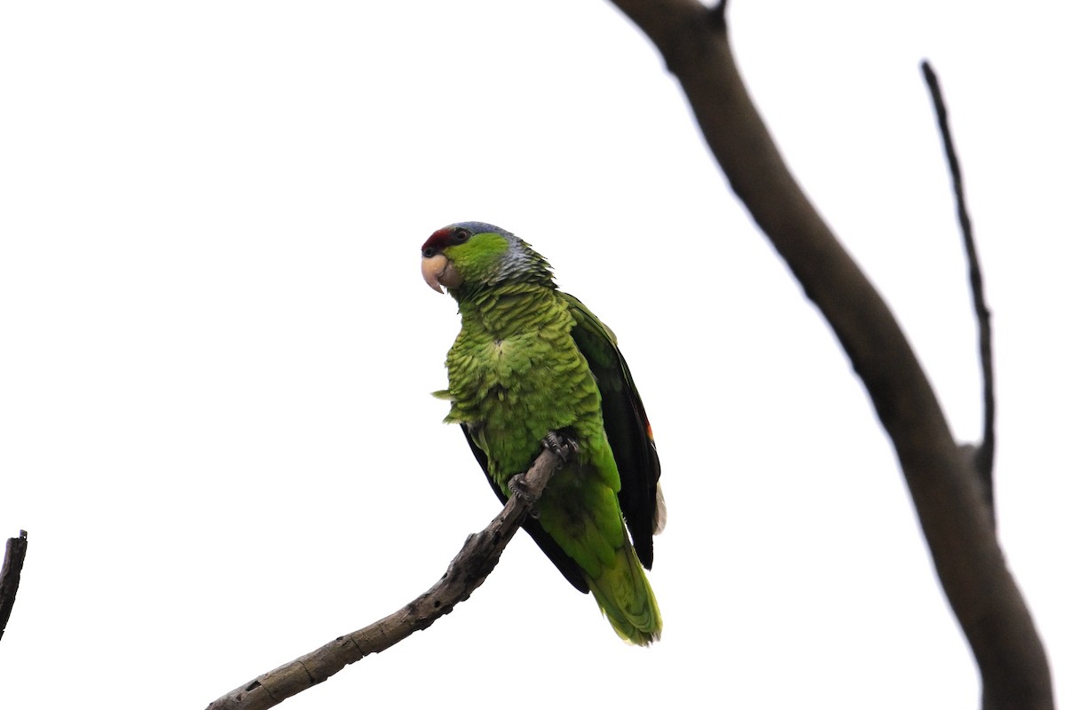 Lilac-crowned Parrot - ML619021911