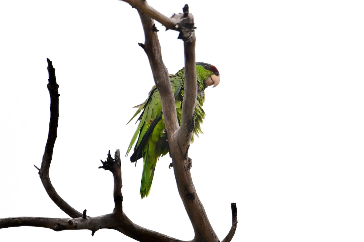 Lilac-crowned Parrot - ML619021912