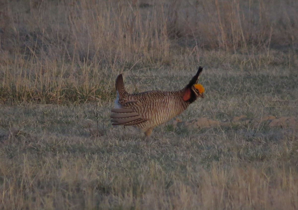 Lesser Prairie-Chicken - ML619021936
