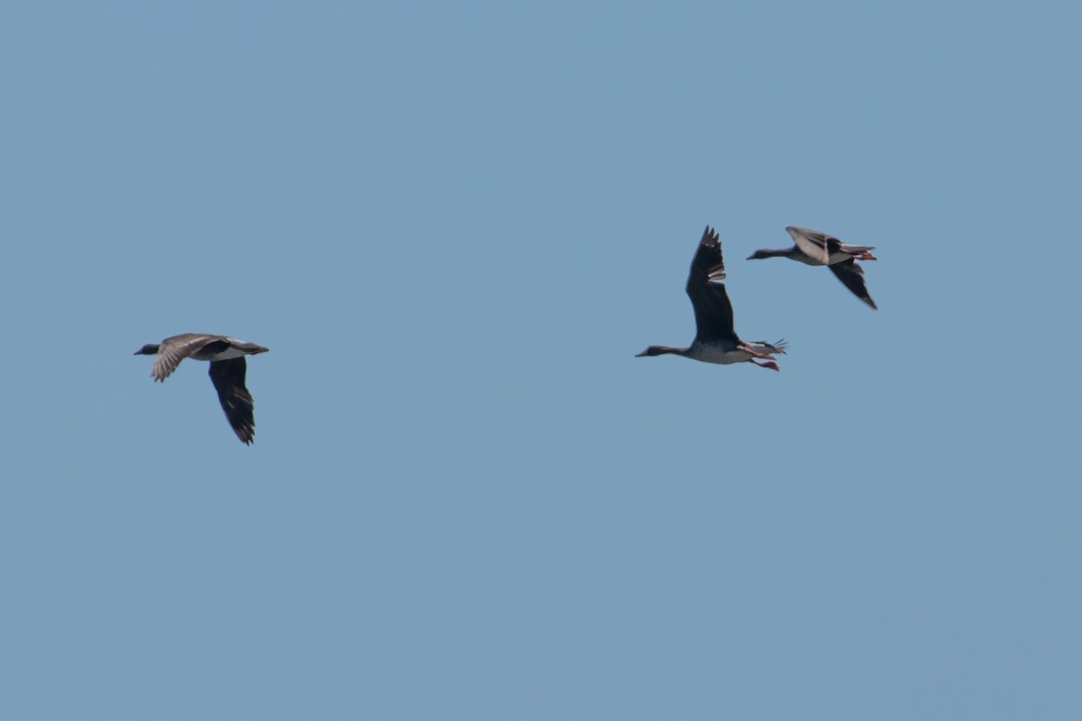Greater White-fronted Goose - ML619021942