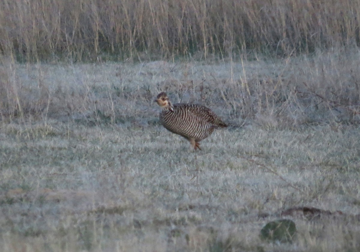 Greater Prairie-Chicken - sheryl mcnair