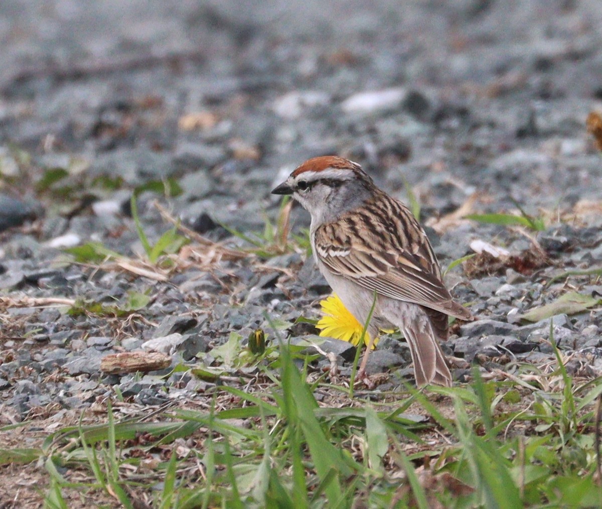 Chipping Sparrow - ML619022010