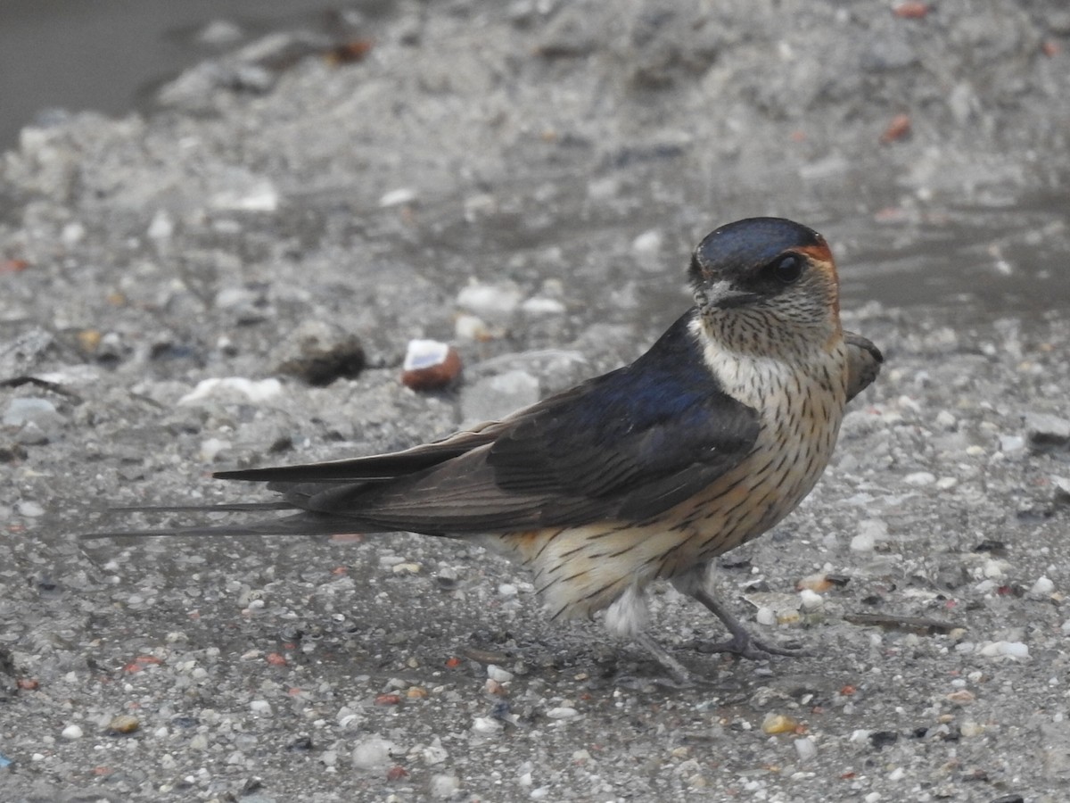 Red-rumped Swallow - ML619022028