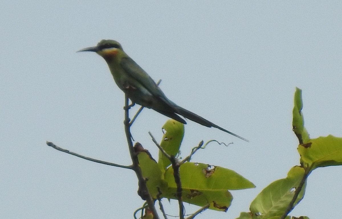 Blue-tailed Bee-eater - ML619022033