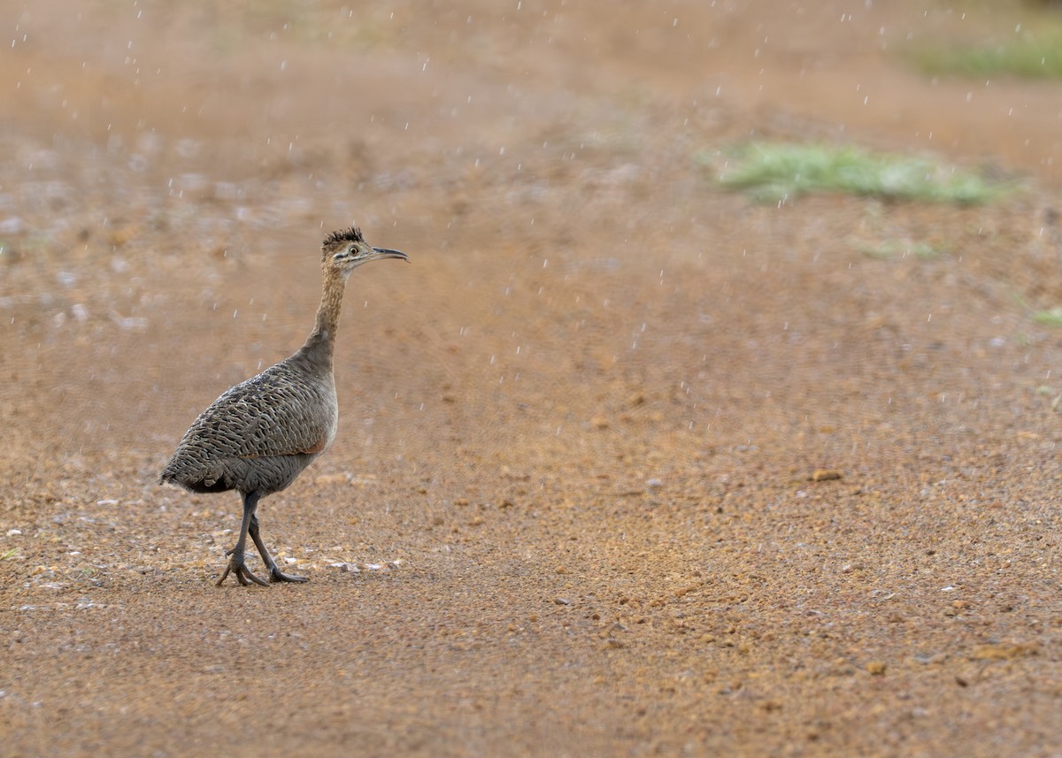 Red-winged Tinamou - ML619022044