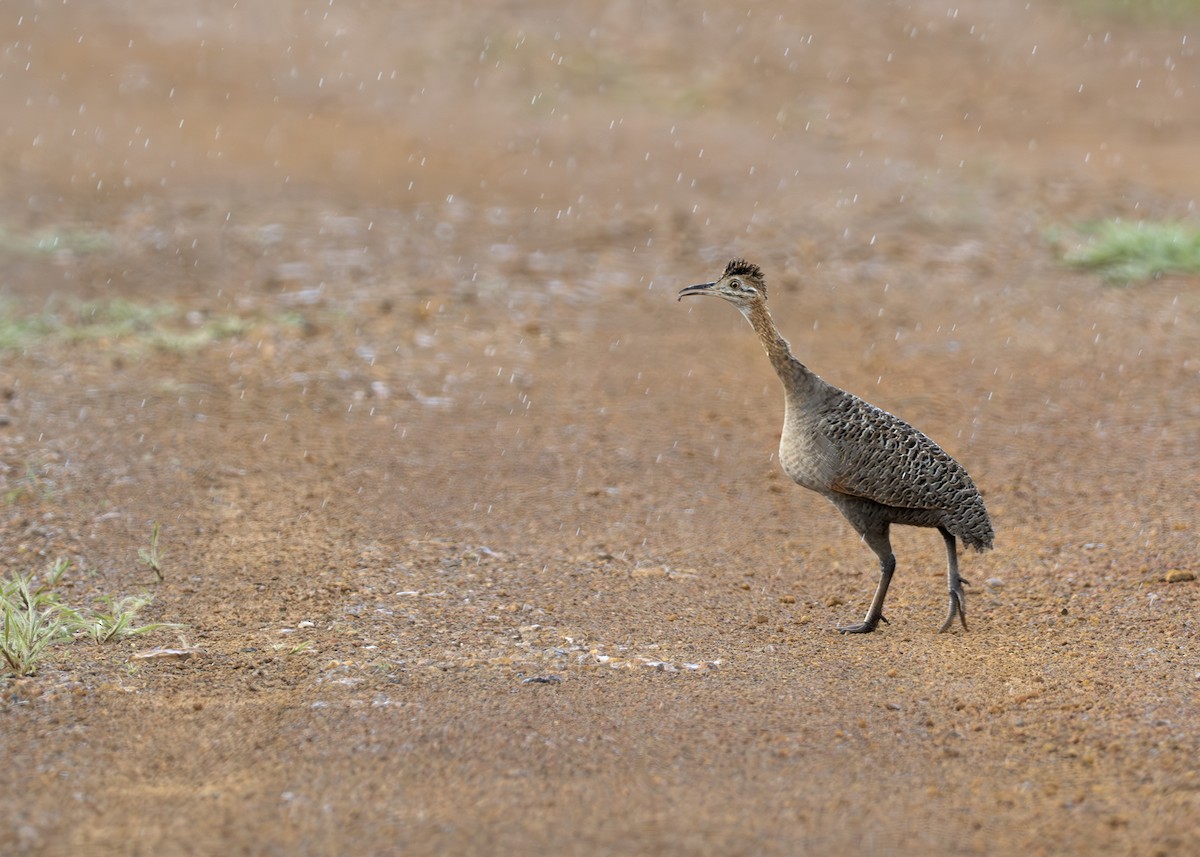 Red-winged Tinamou - ML619022045