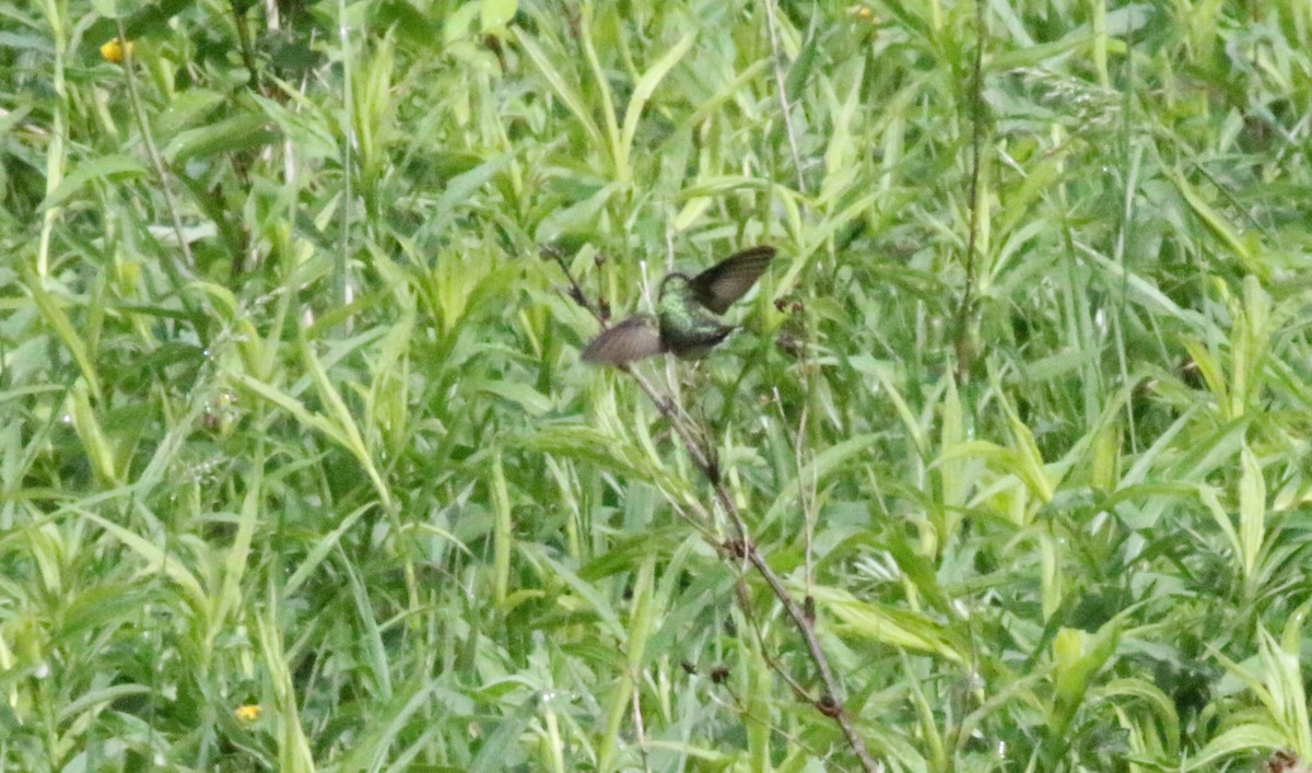 Ruby-throated Hummingbird - ML619022048