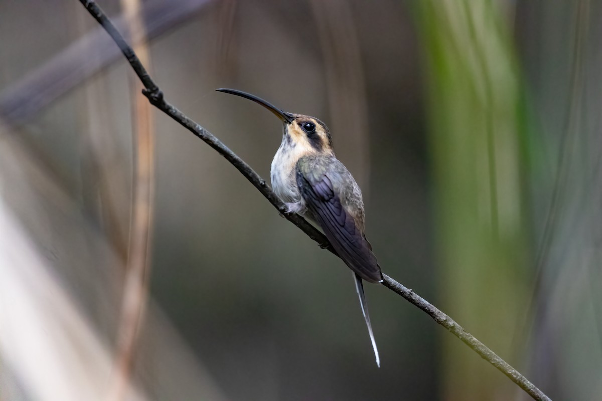 kolibřík pruhohrdlý - ML619022053