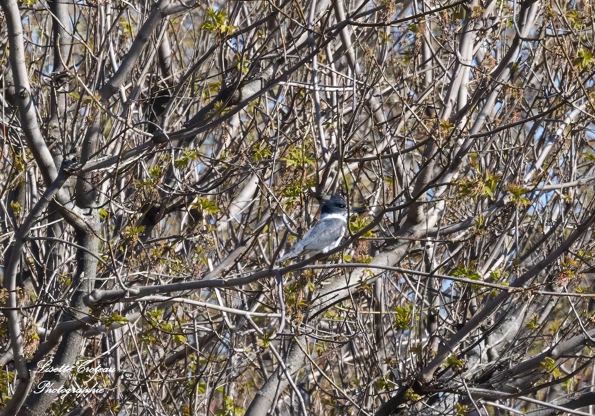 Belted Kingfisher - Lisette Croteau