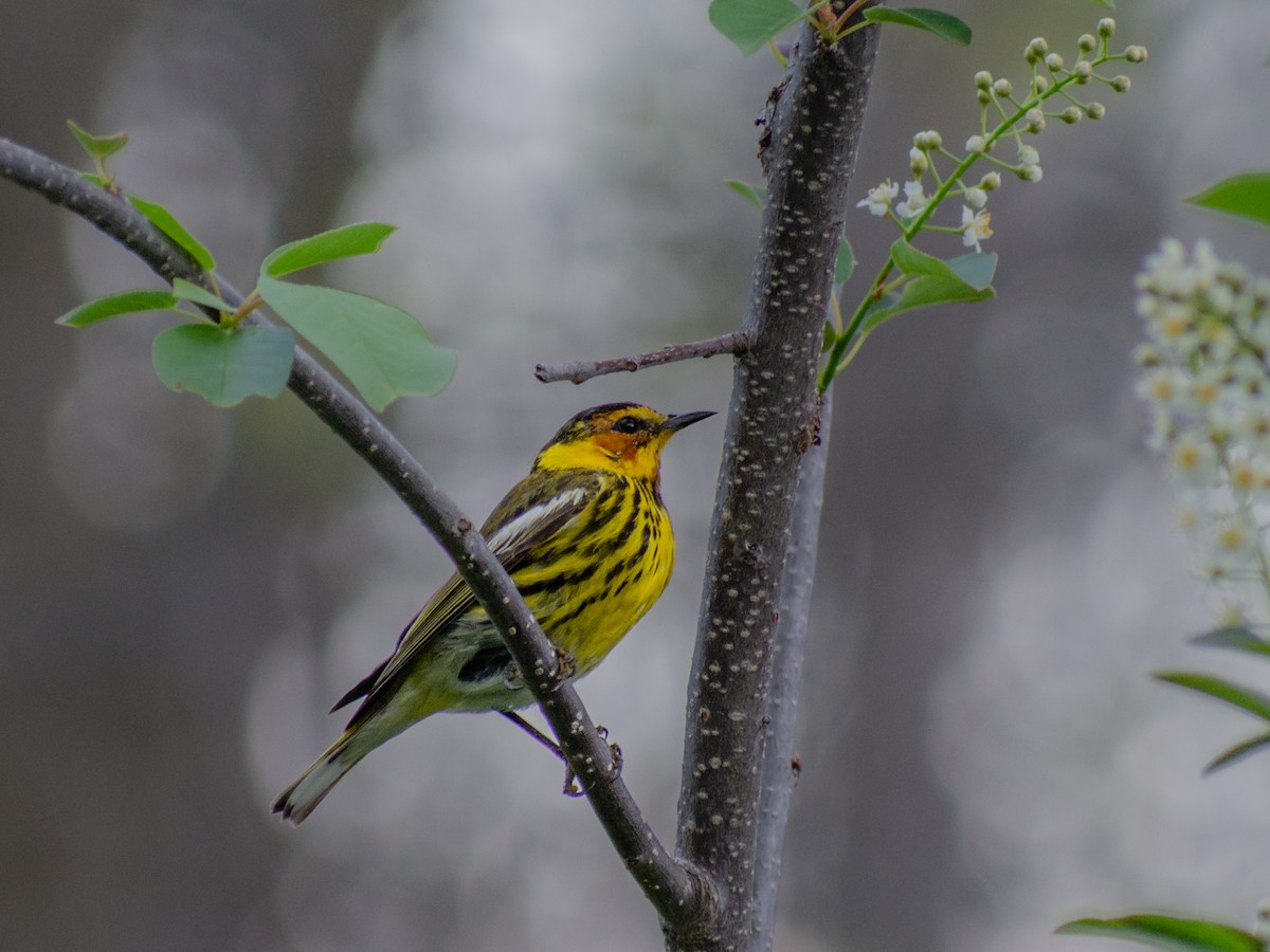 Cape May Warbler - ML619022104