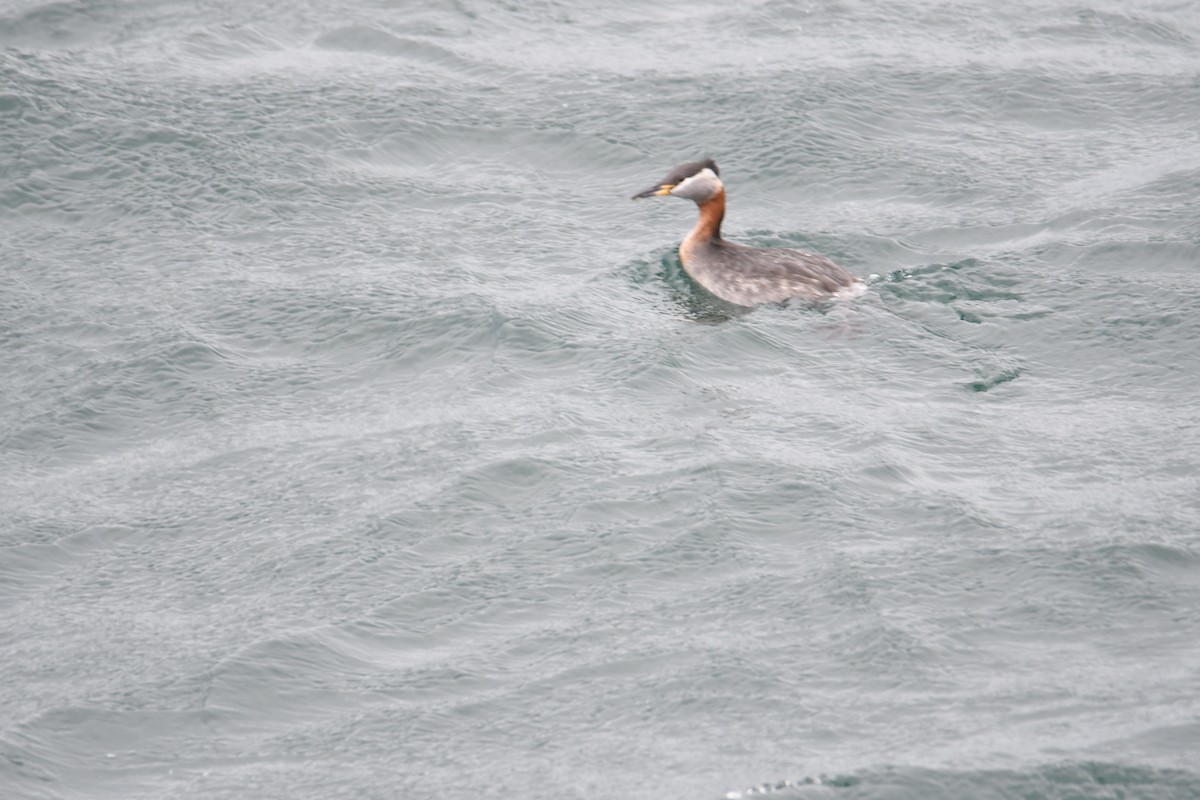Red-necked Grebe - ML619022131