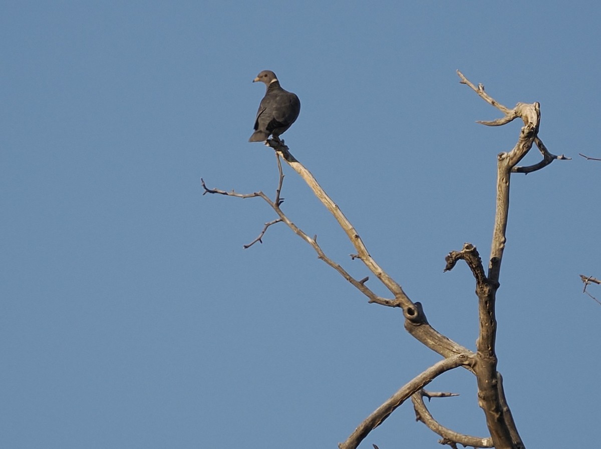 Band-tailed Pigeon - Jeffery Sole