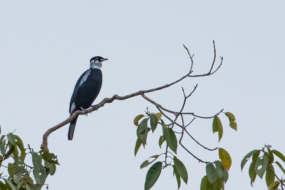 Bare-necked Fruitcrow - Jhonathan Miranda - Wandering Venezuela Birding Expeditions