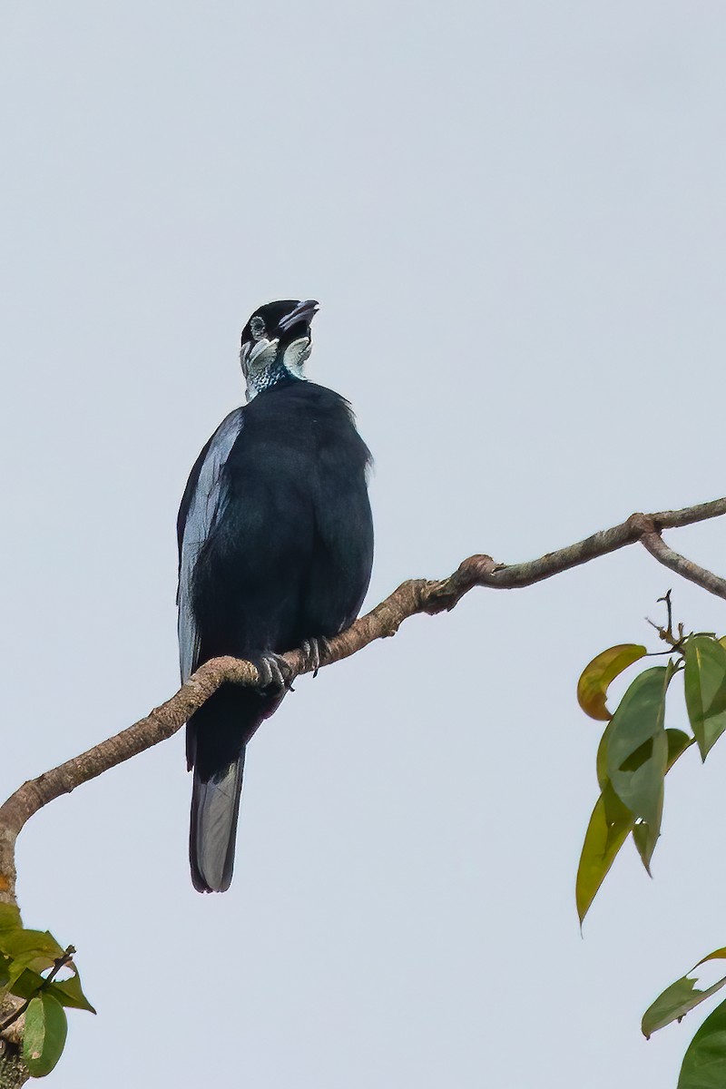 Bare-necked Fruitcrow - Jhonathan Miranda - Wandering Venezuela Birding Expeditions
