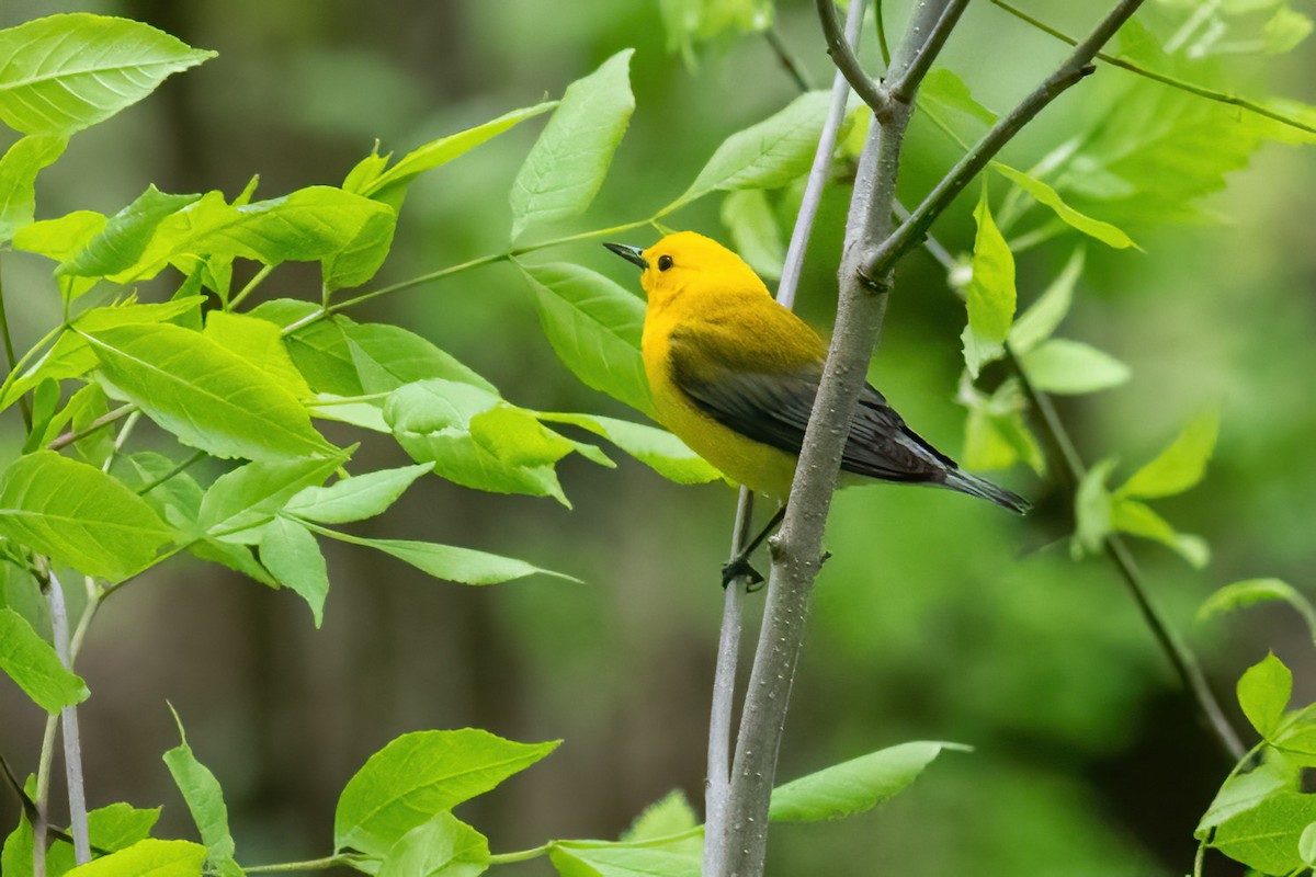 Prothonotary Warbler - ML619022176