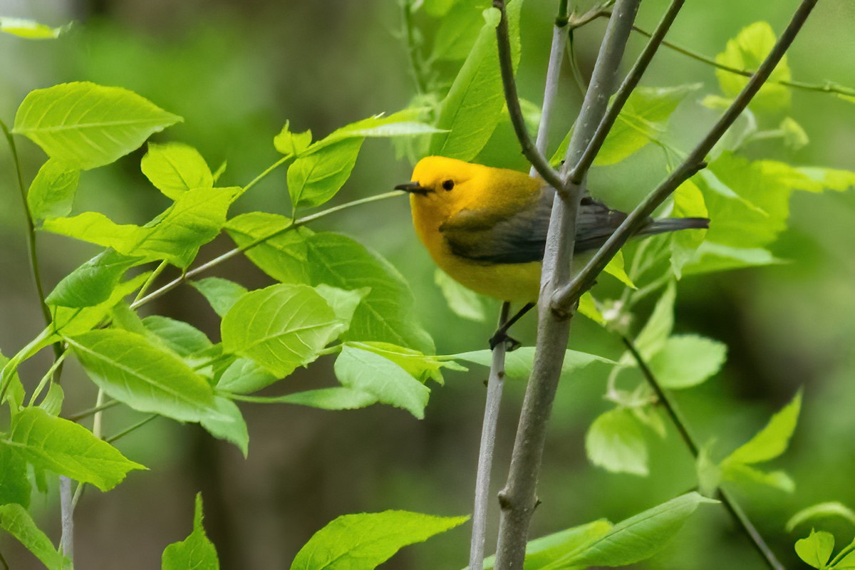 Prothonotary Warbler - ML619022177