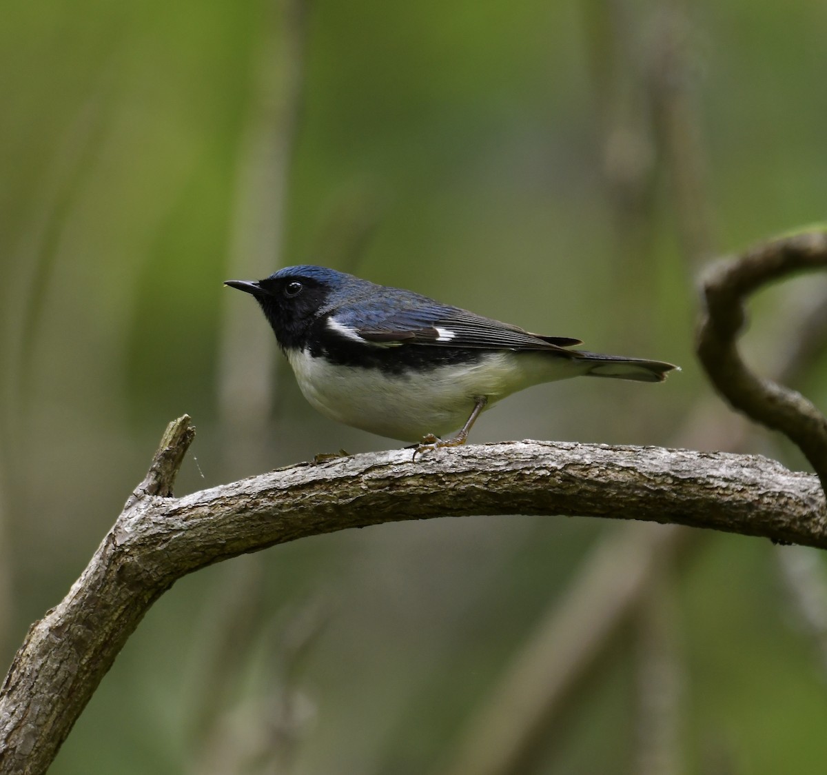 Black-throated Blue Warbler - ML619022218