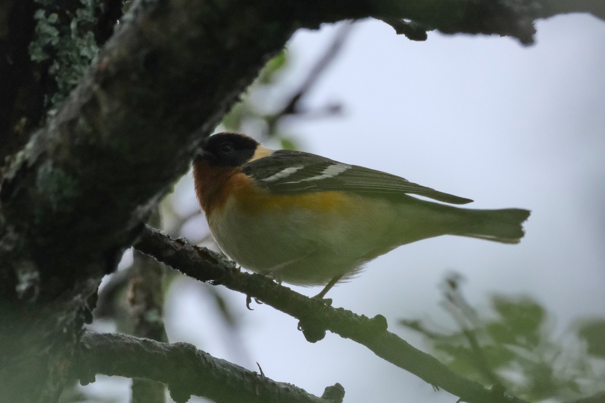 Bay-breasted Warbler - ML619022226