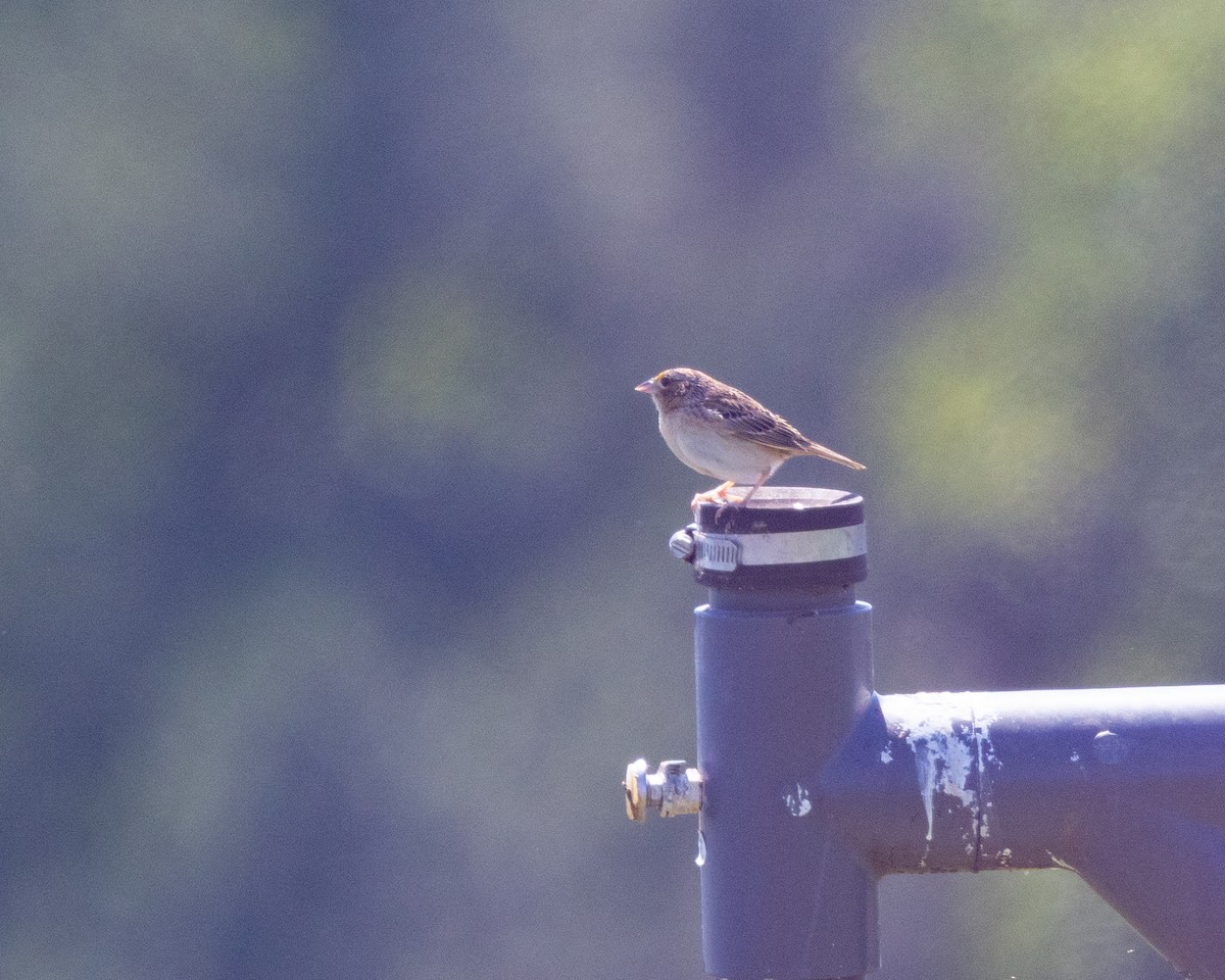 Grasshopper Sparrow - ML619022290