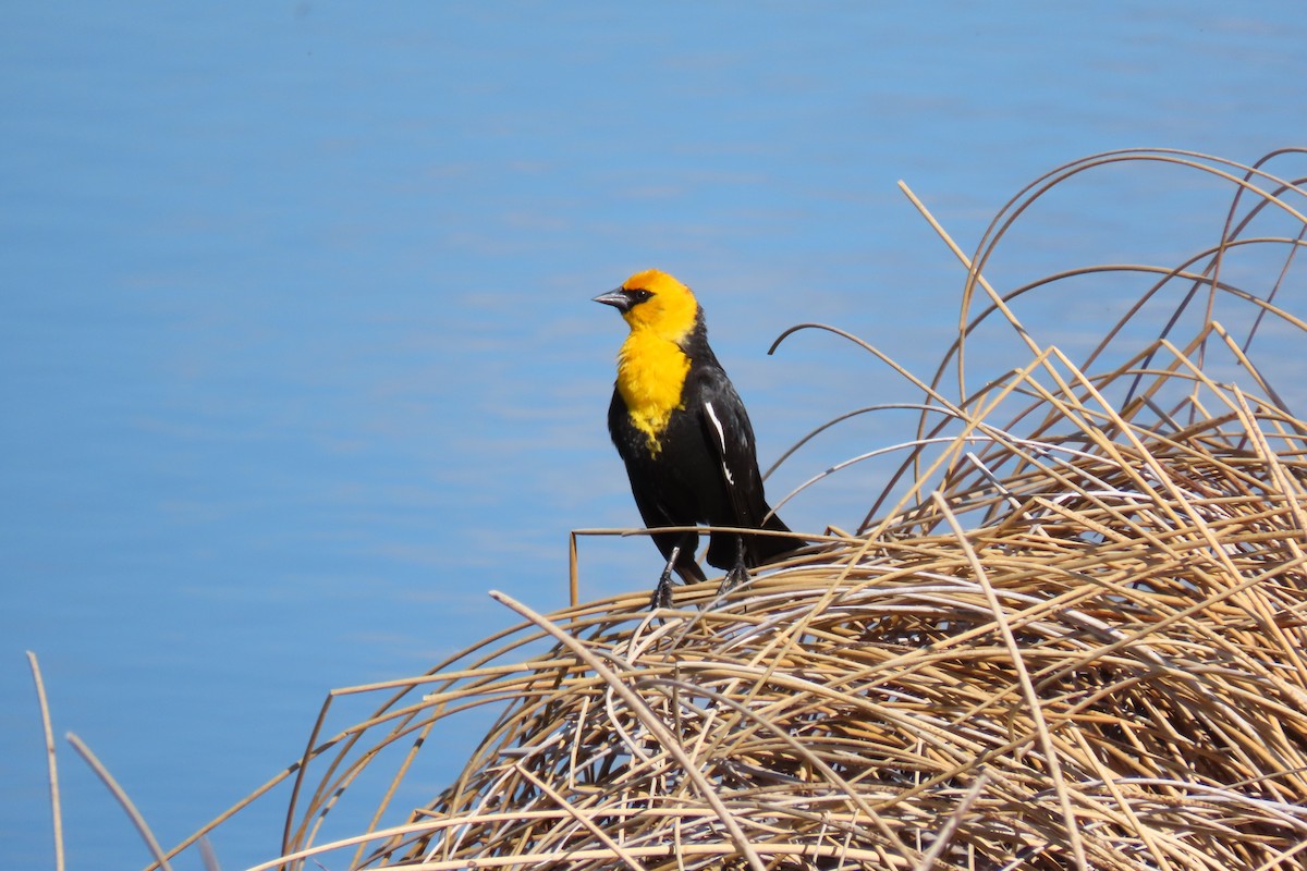 Yellow-headed Blackbird - ML619022381