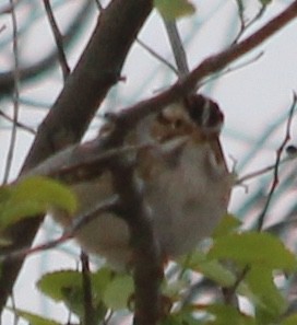 Clay-colored Sparrow - ML619022383