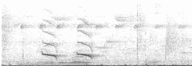 Halkalı Trogon (aurantiiventris/underwoodi) - ML619022391
