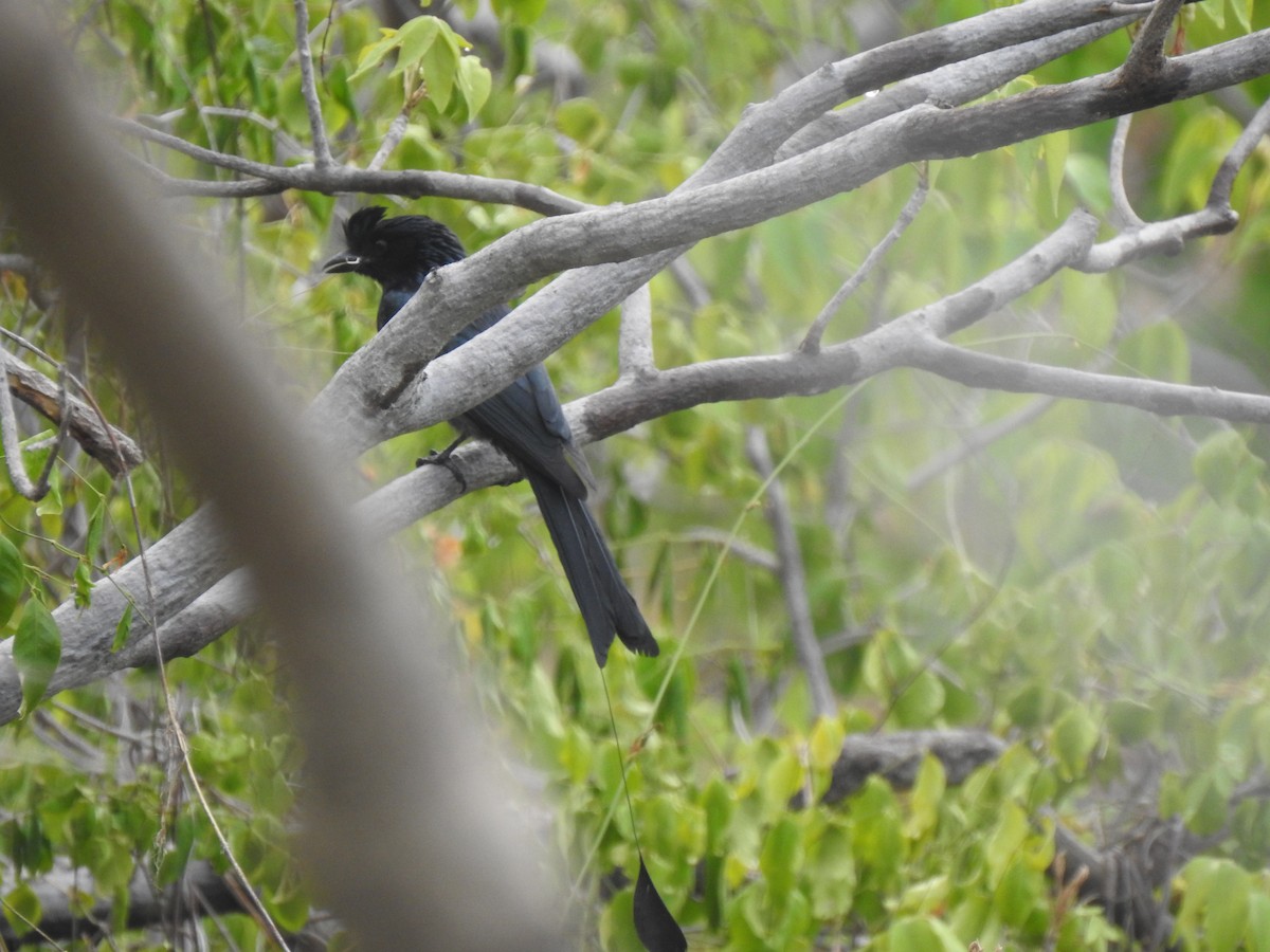Greater Racket-tailed Drongo - ML619022392