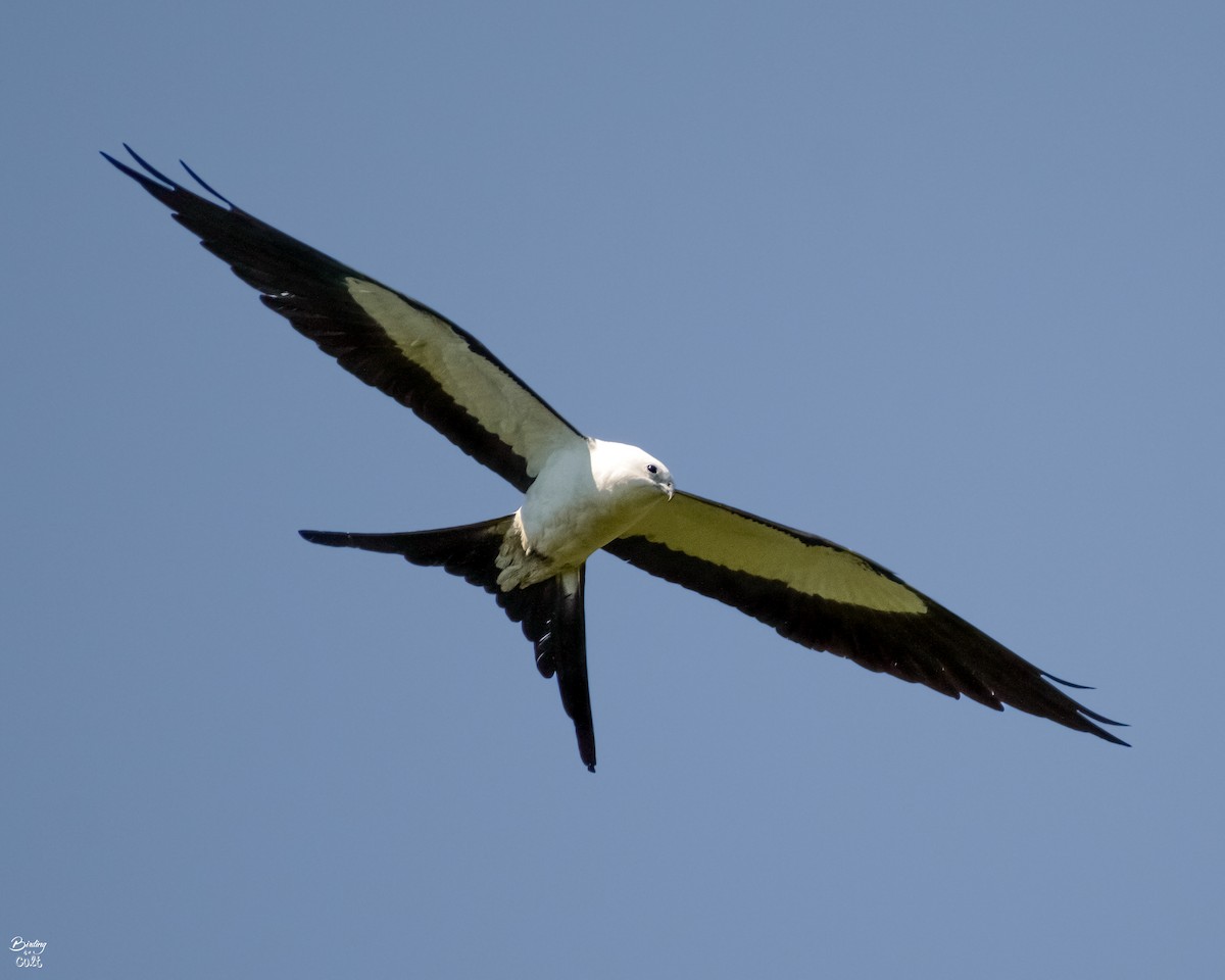 Swallow-tailed Kite - ML619022469
