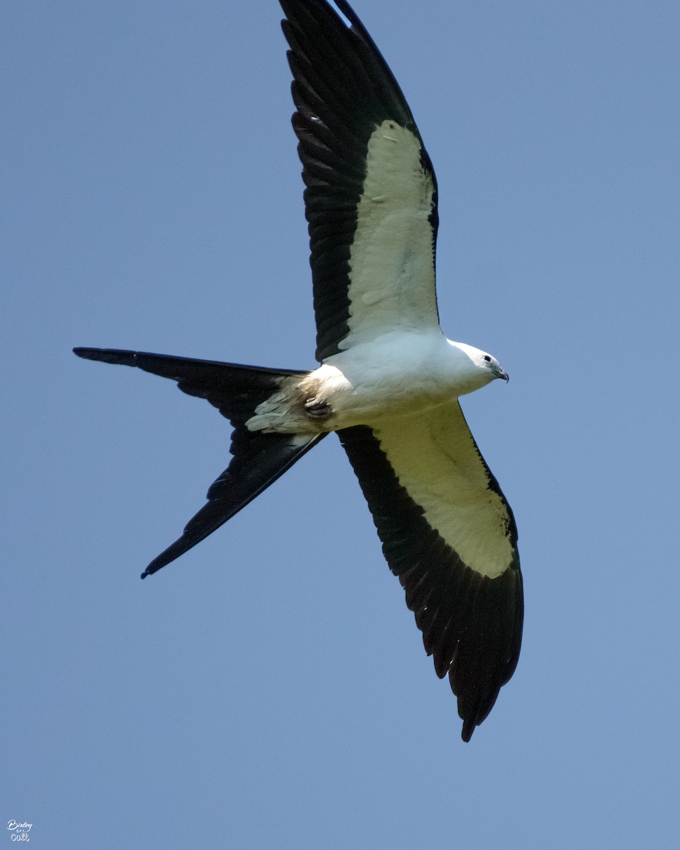 Swallow-tailed Kite - ML619022470