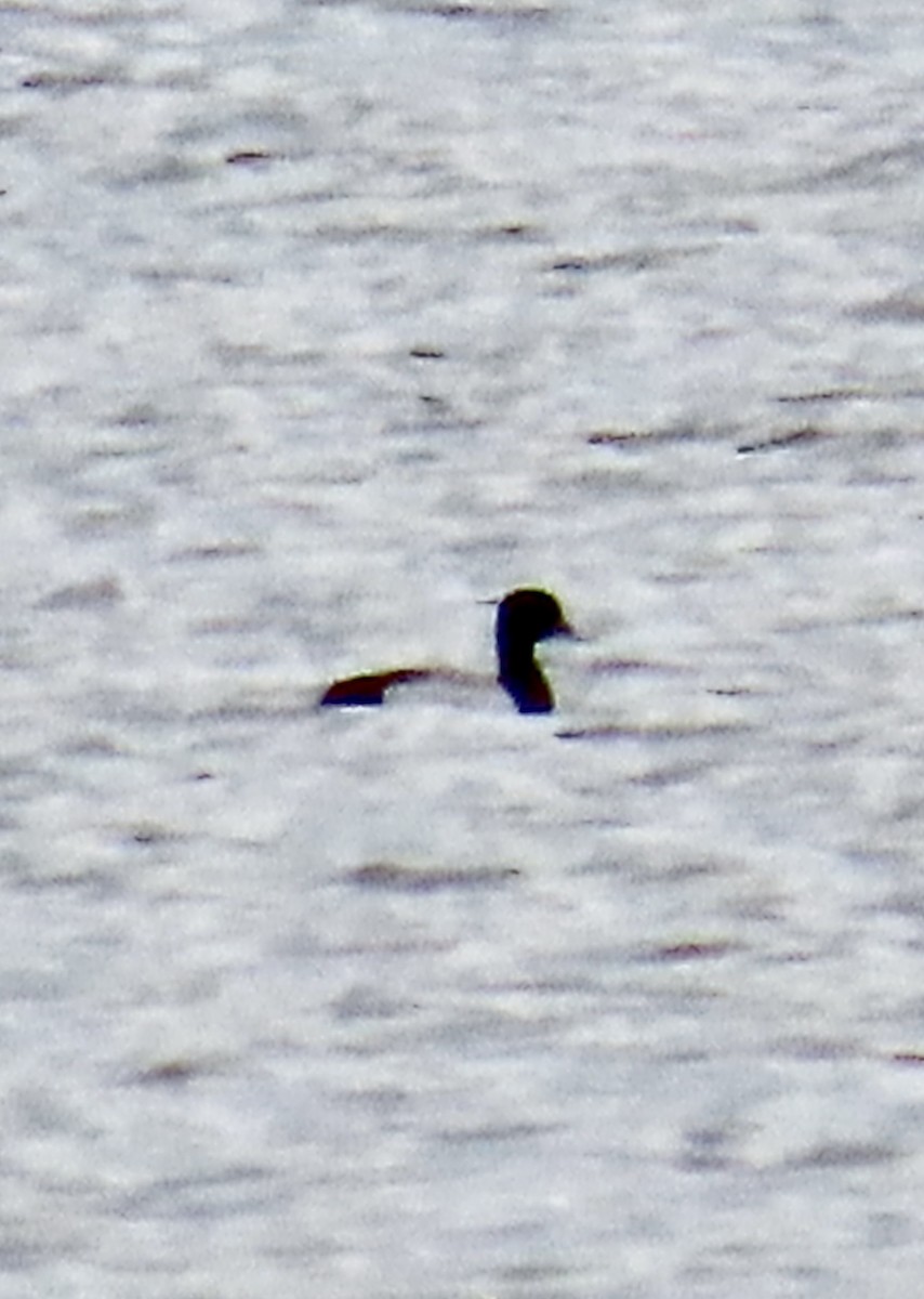 Greater Scaup - ML619022474