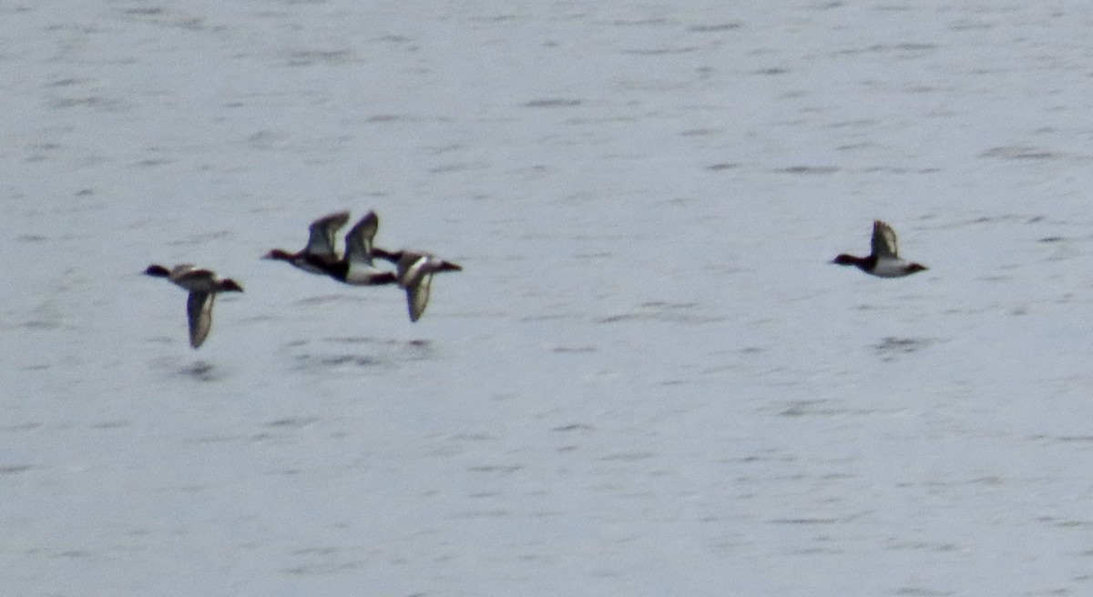 Greater Scaup - ML619022475