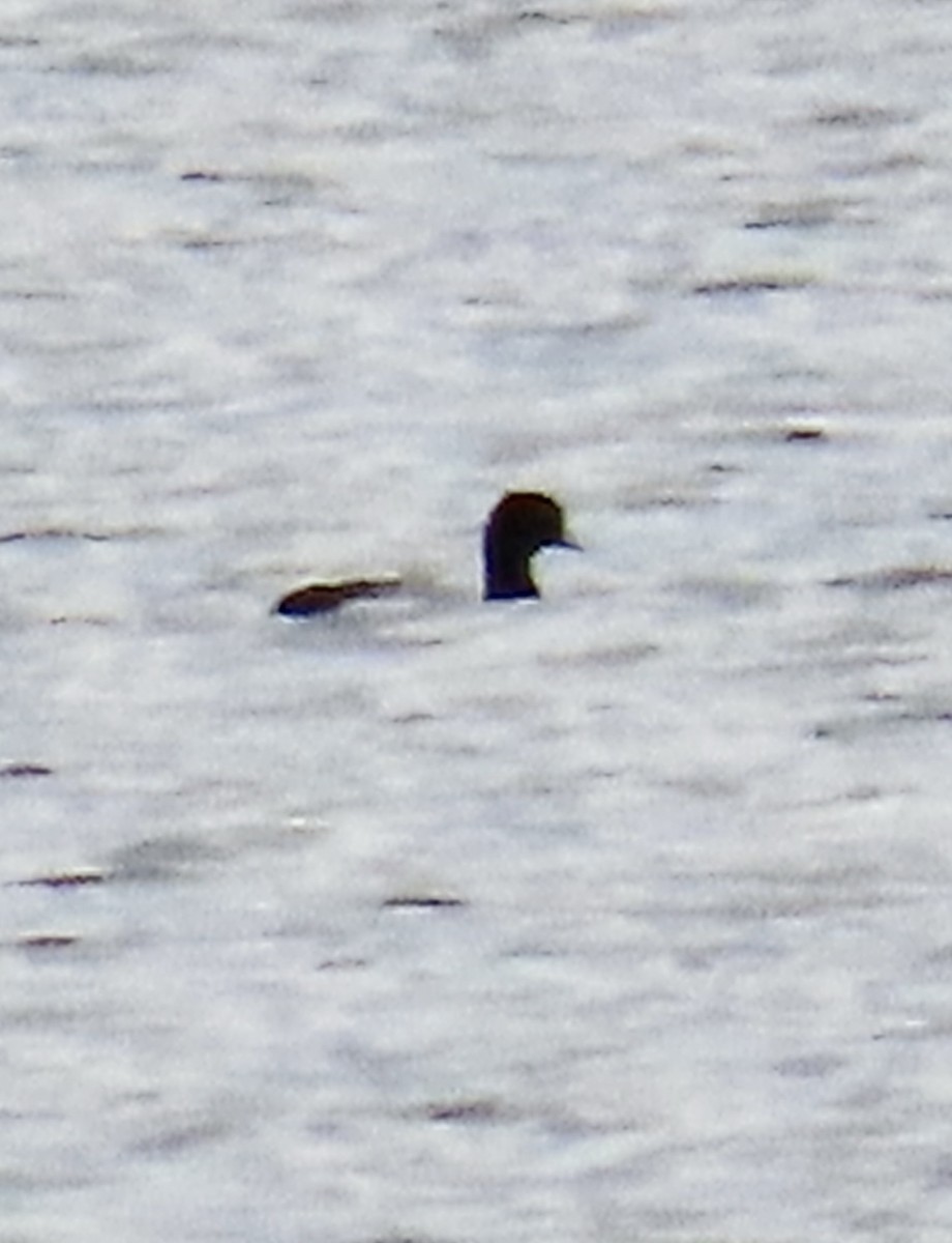Greater Scaup - ML619022476