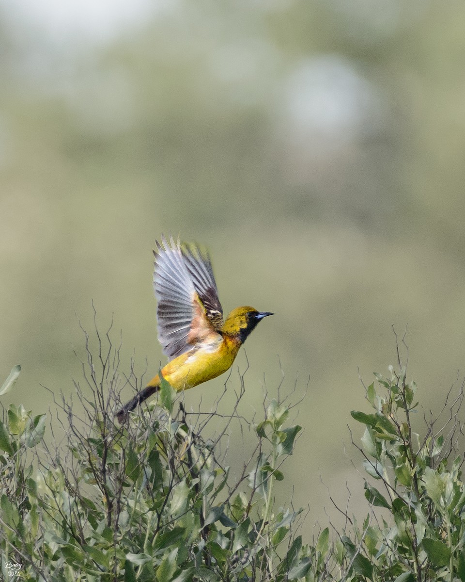 Orchard Oriole - ML619022479