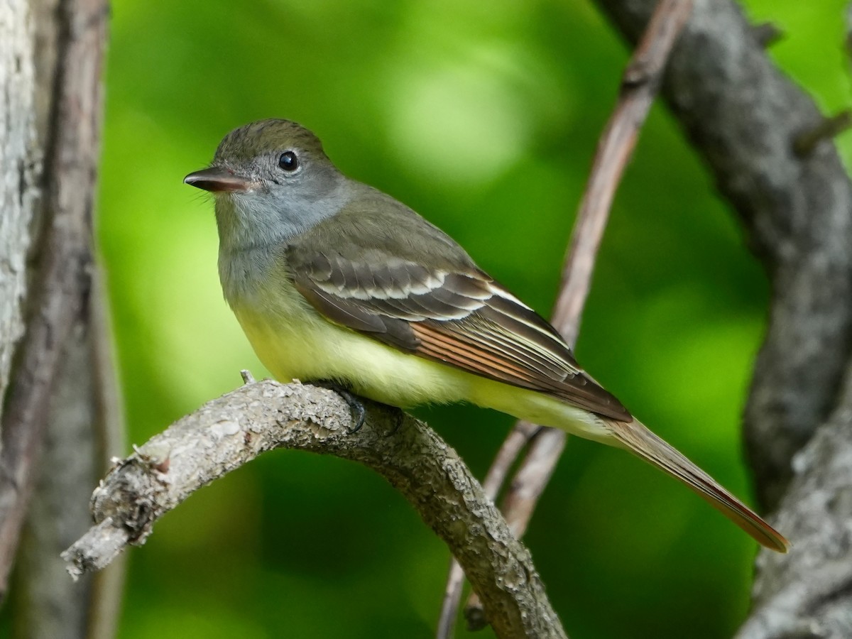 Great Crested Flycatcher - ML619022491