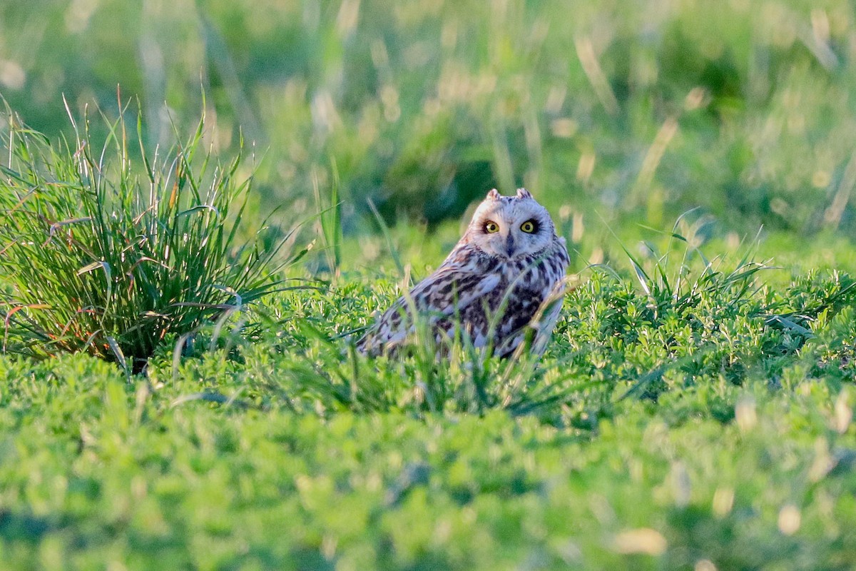 Short-eared Owl - ML619022512