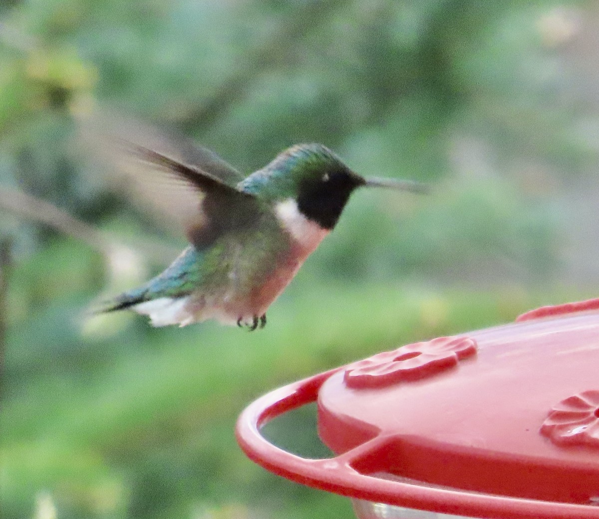 Ruby-throated Hummingbird - ML619022556
